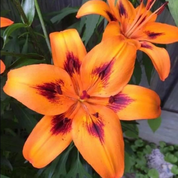 Meet your Posher, Danielle - Picture 4 of 8